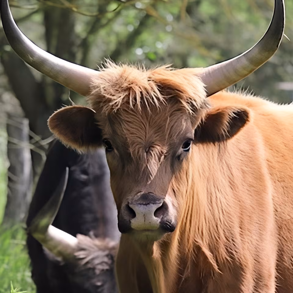 Rinder im Wildpark-MV