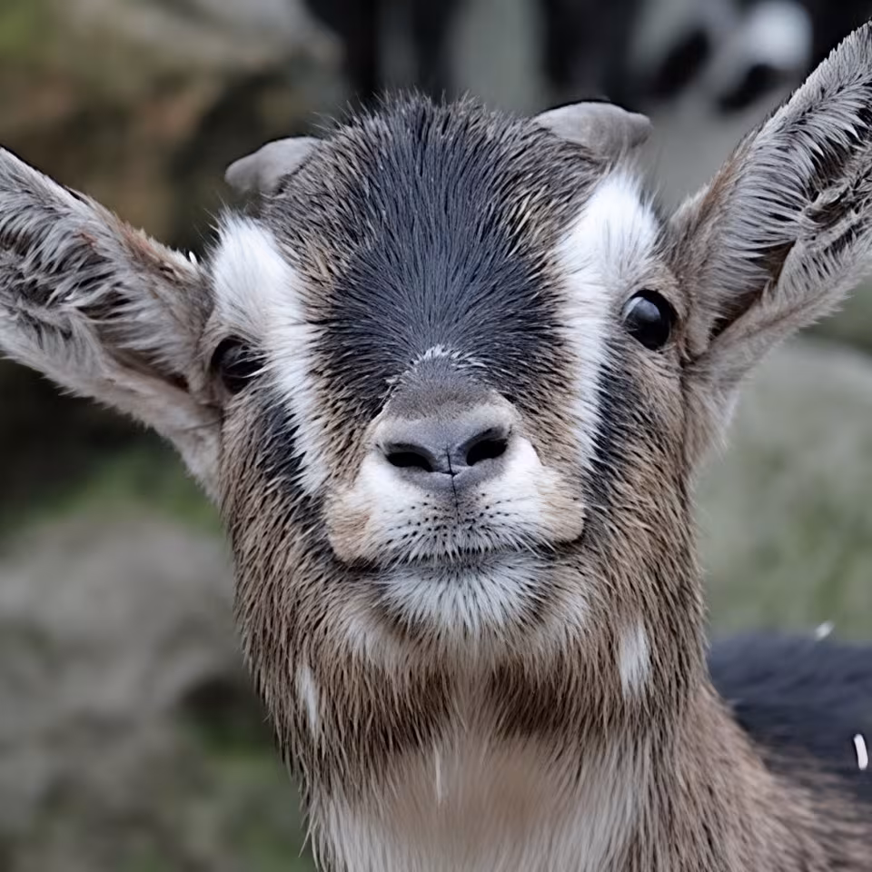 Ziegen im Wildpark-MV