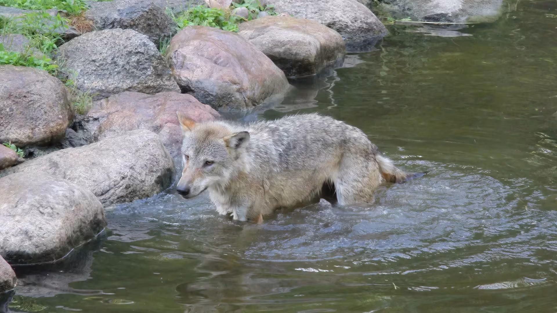 Wölfin Nena badet im Bärensee