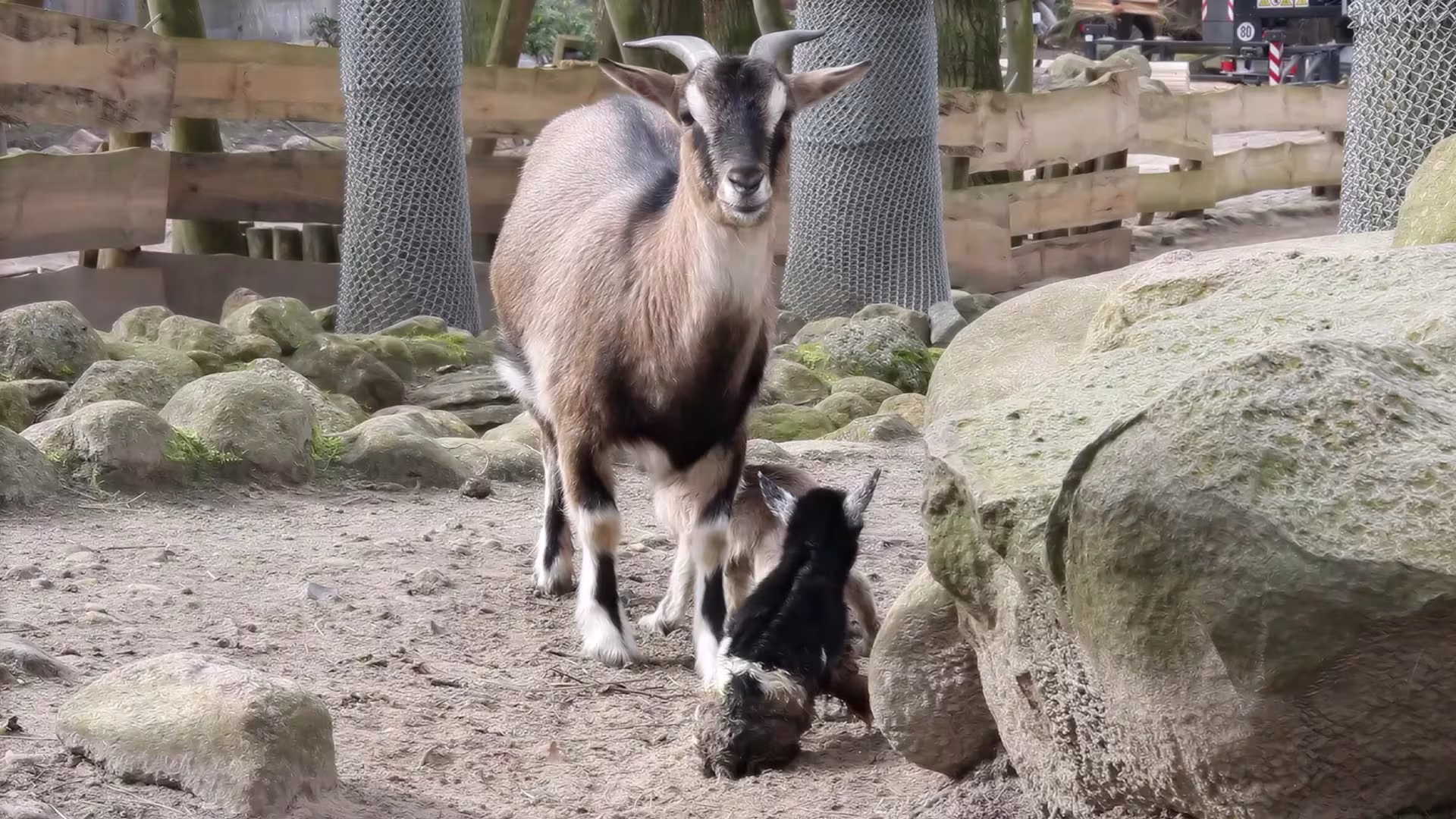 Nachwuchs bei den Ziegen und Schafen