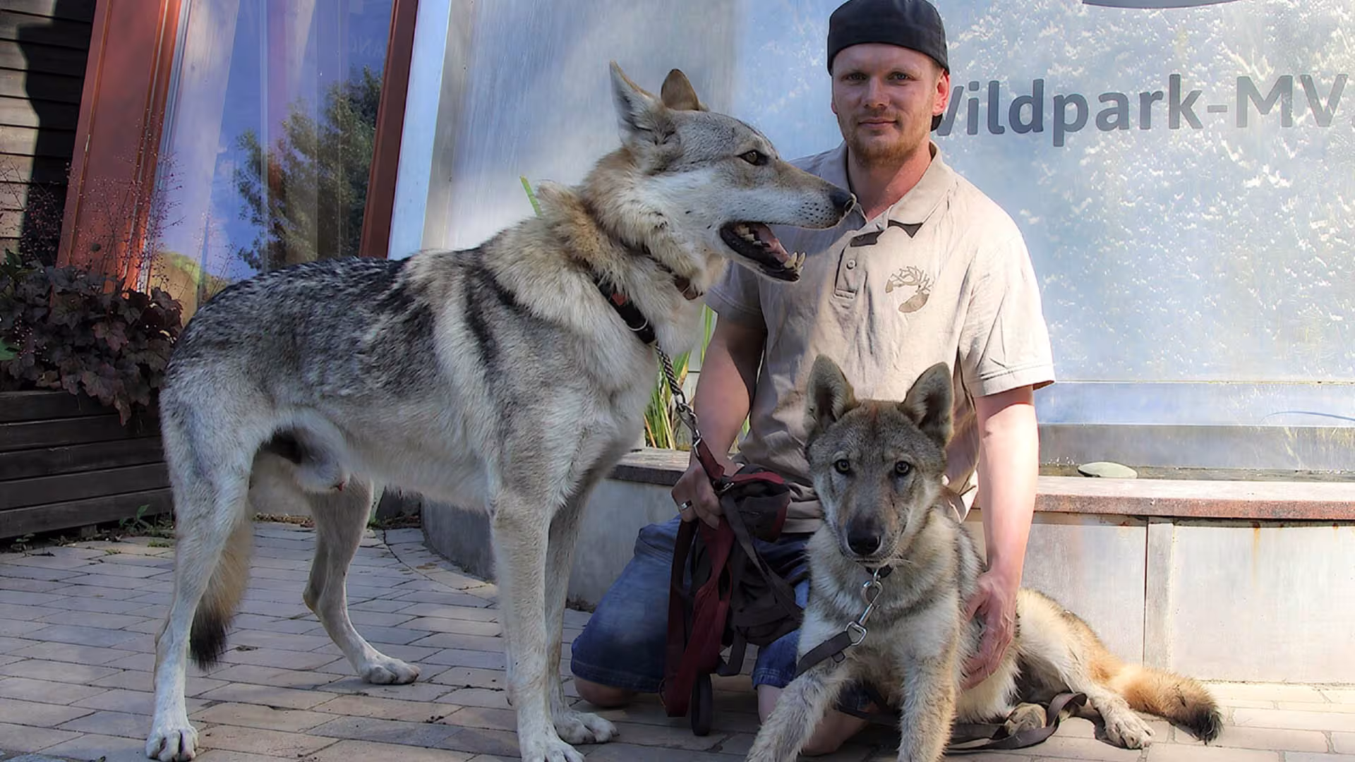 Abendliche Wanderung mit Wolfhunden