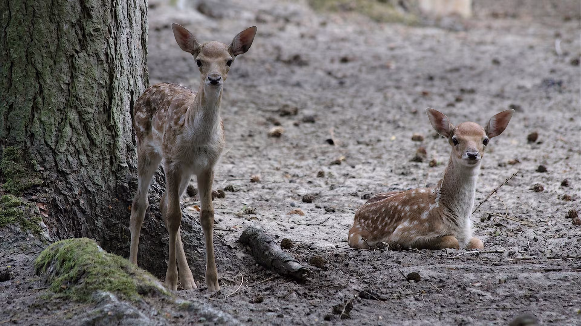 Damwild im Wildpark-MV