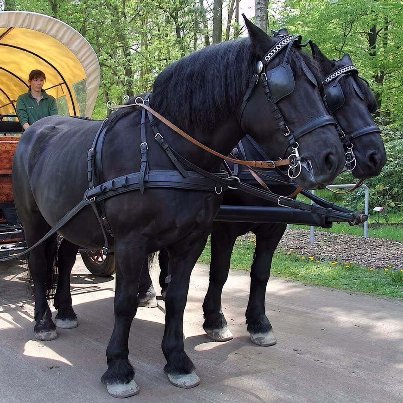 Wildpark-MV: Anreise & Parken