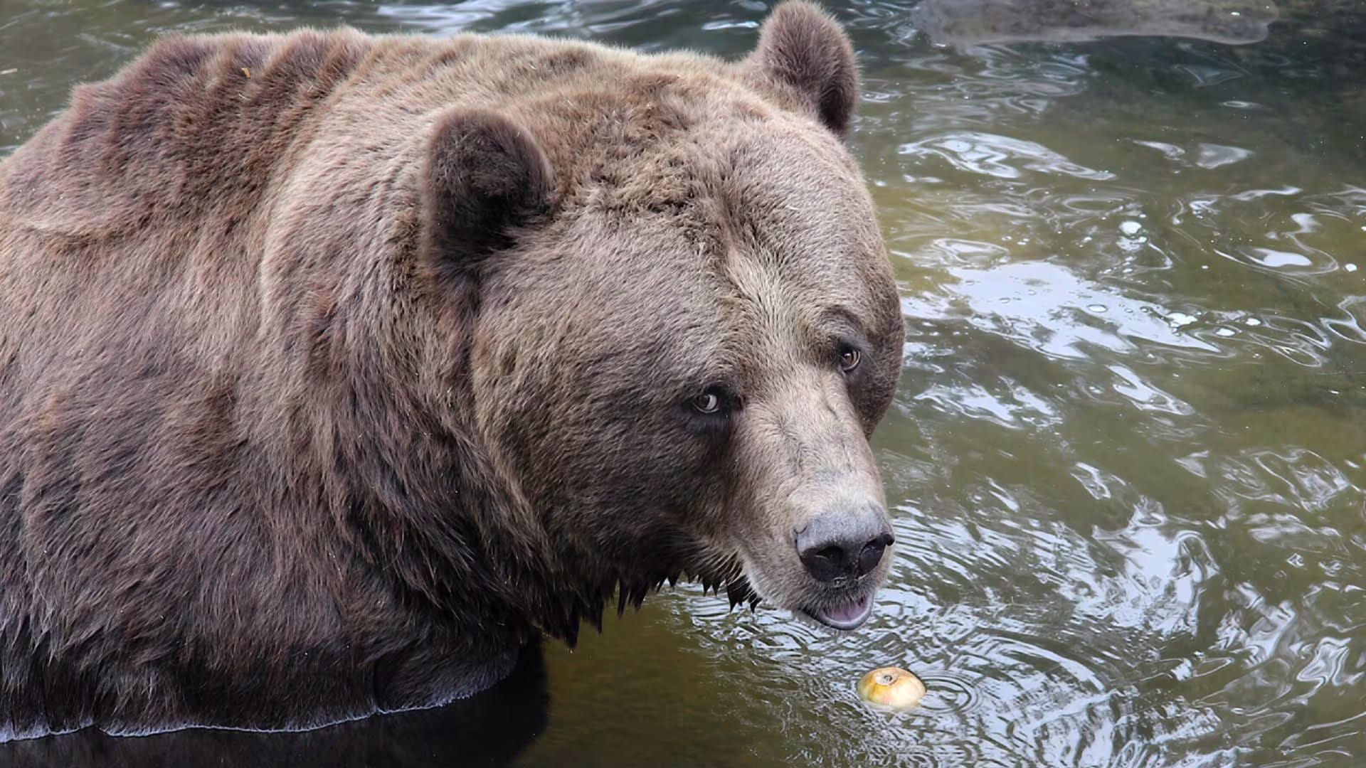 Apfelernte im Wildpark-MV startet