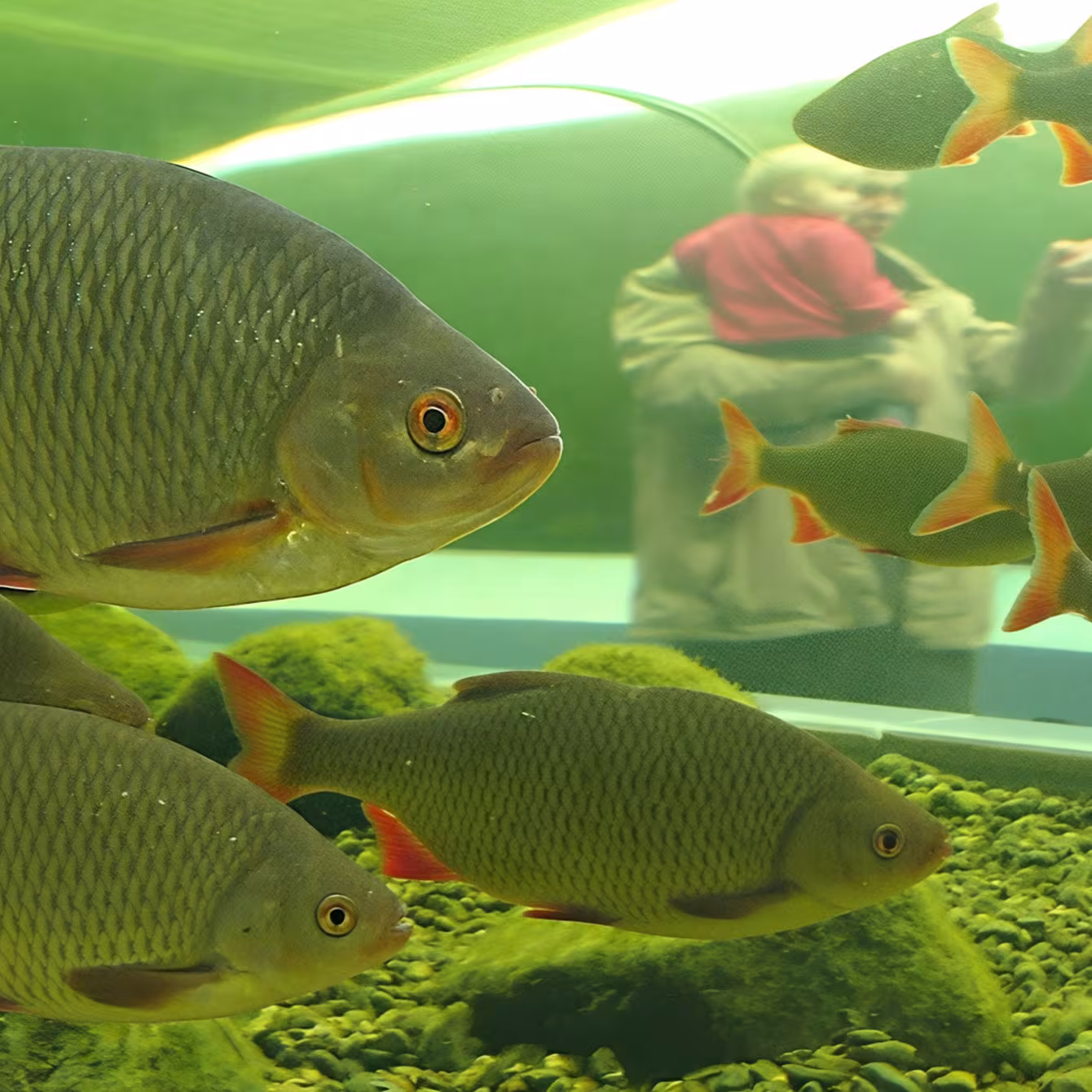 Fische im AQUA-Tunnel im Wildpark-MV