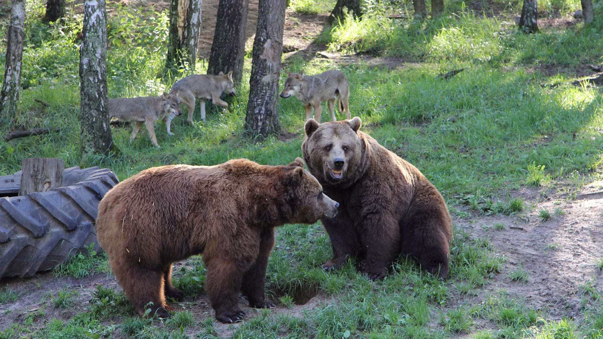 Bären im Wildpark-MV