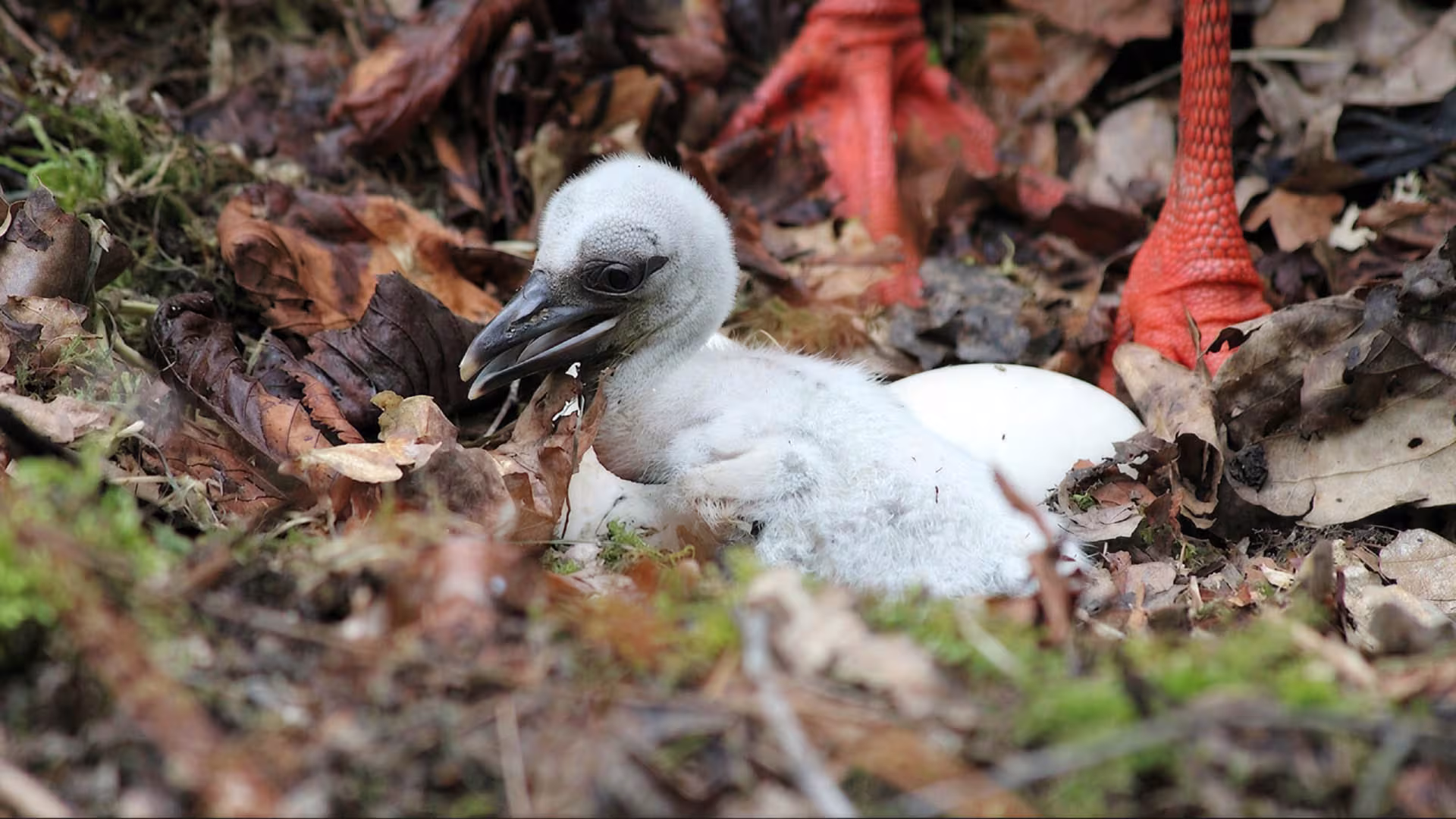 Babyboom in der Vogelwelt