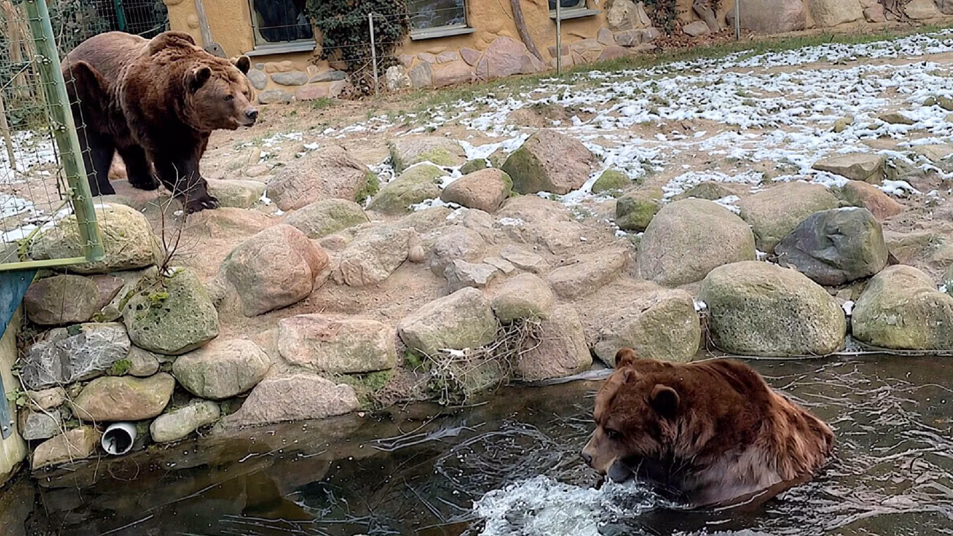 Bärenerwachen und Eisbaden