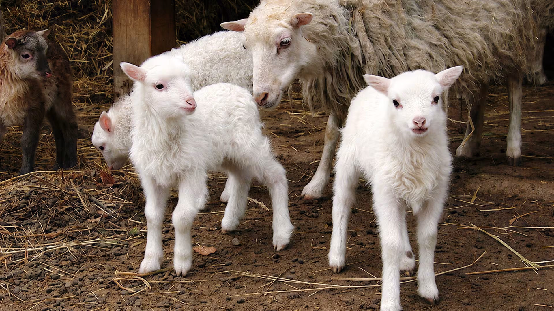 Tiere im Streichelzoo des Wildpark-MV