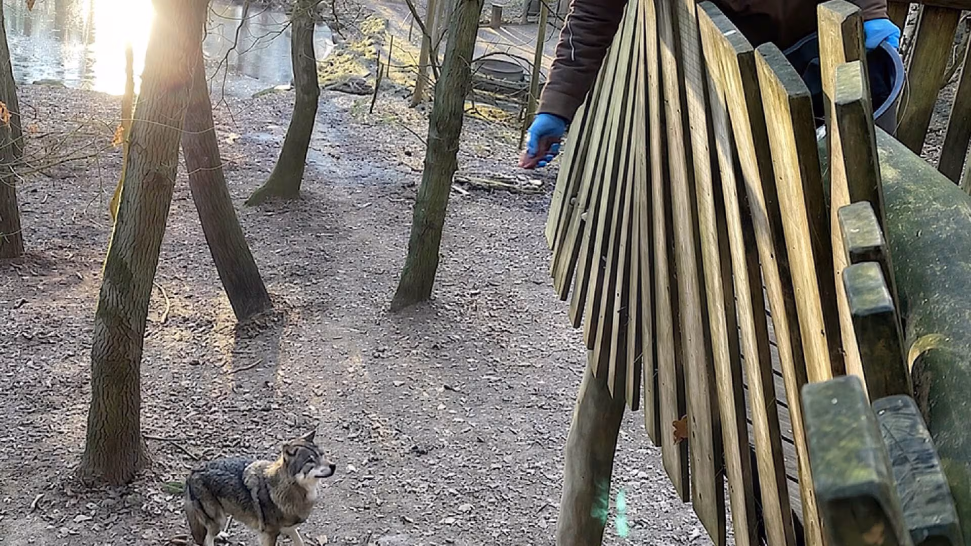Die Pille für den Wolf