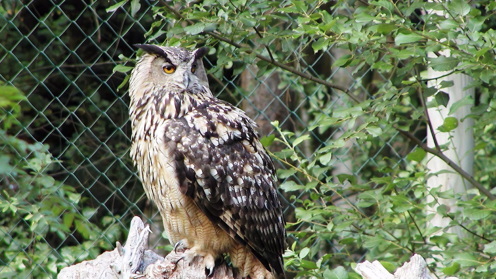Eule im Wildpark-MV