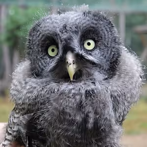 Eule im Wildpark-MV