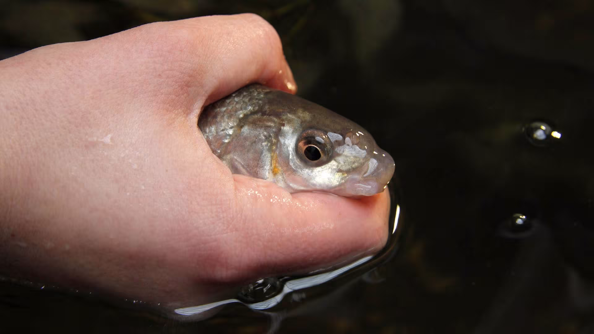 Fisch des Jahres 2020