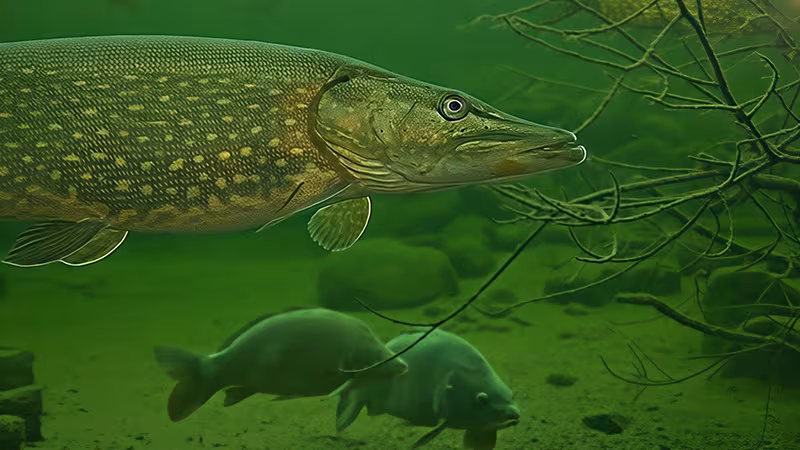 Fische im AQUA-Tunnel im Wildpark-MV
