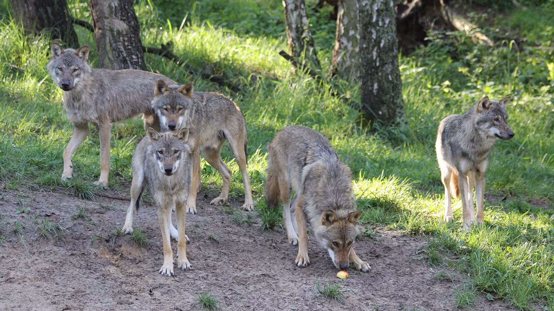 Wölfe im Wildpark-MV