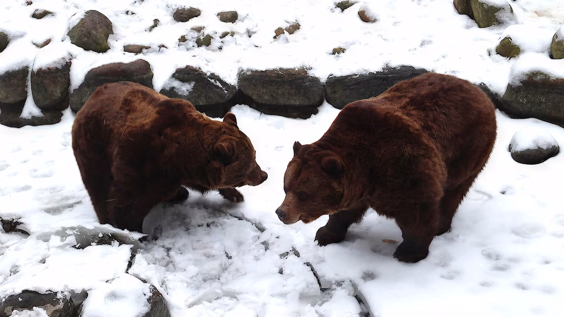 Fred & Frode haben die Winterruhe beendet!