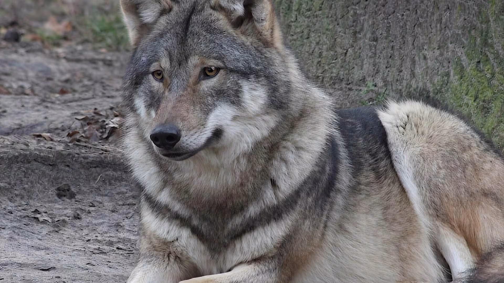 Freie Plätze beim Wolfsabendteuer