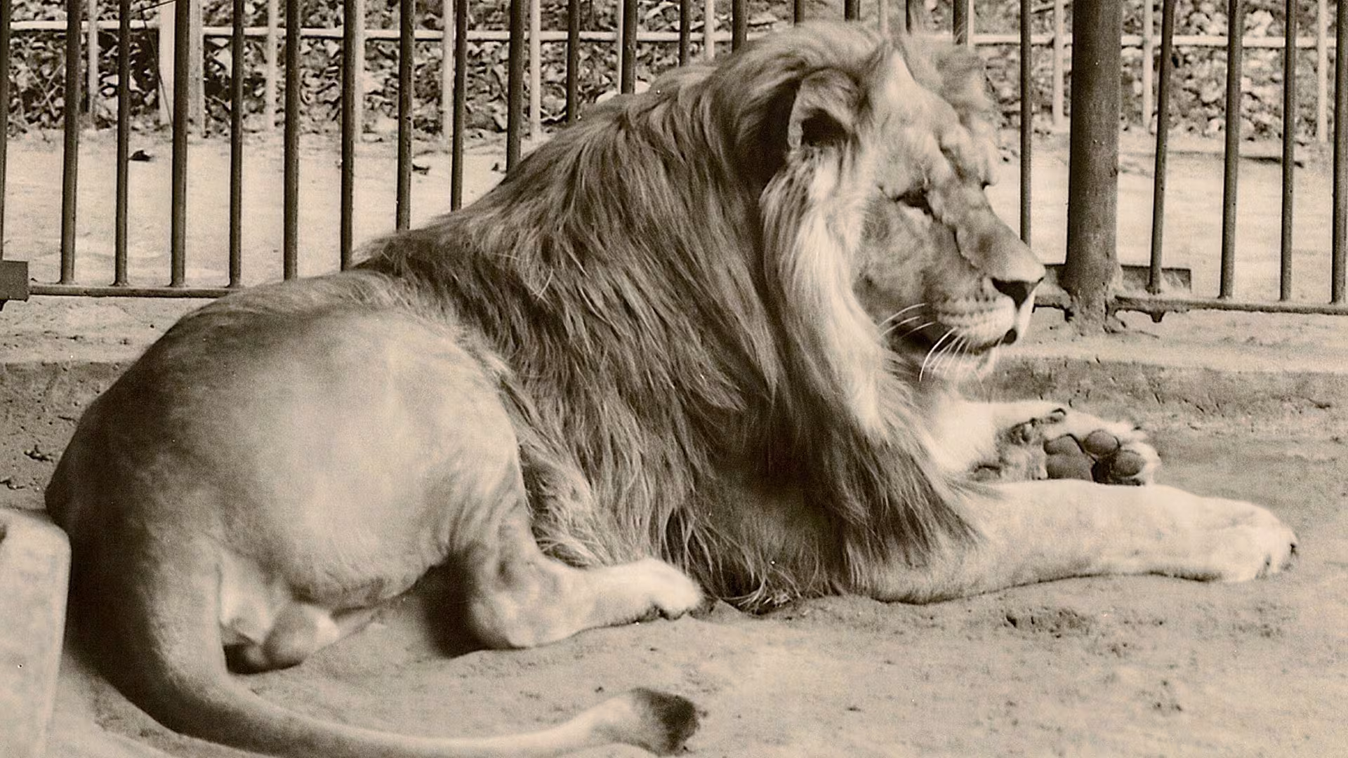 Löwe im Tierpark-MV, historisches Foto