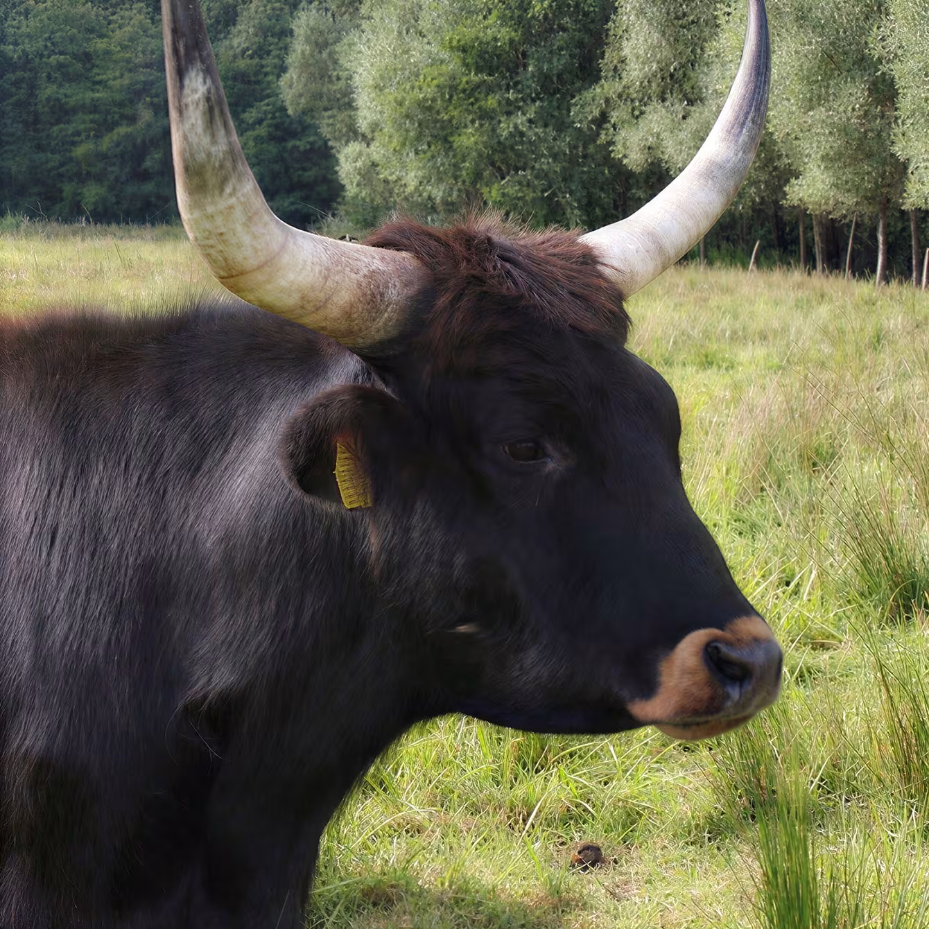 Auerochse im Wildpark-MV