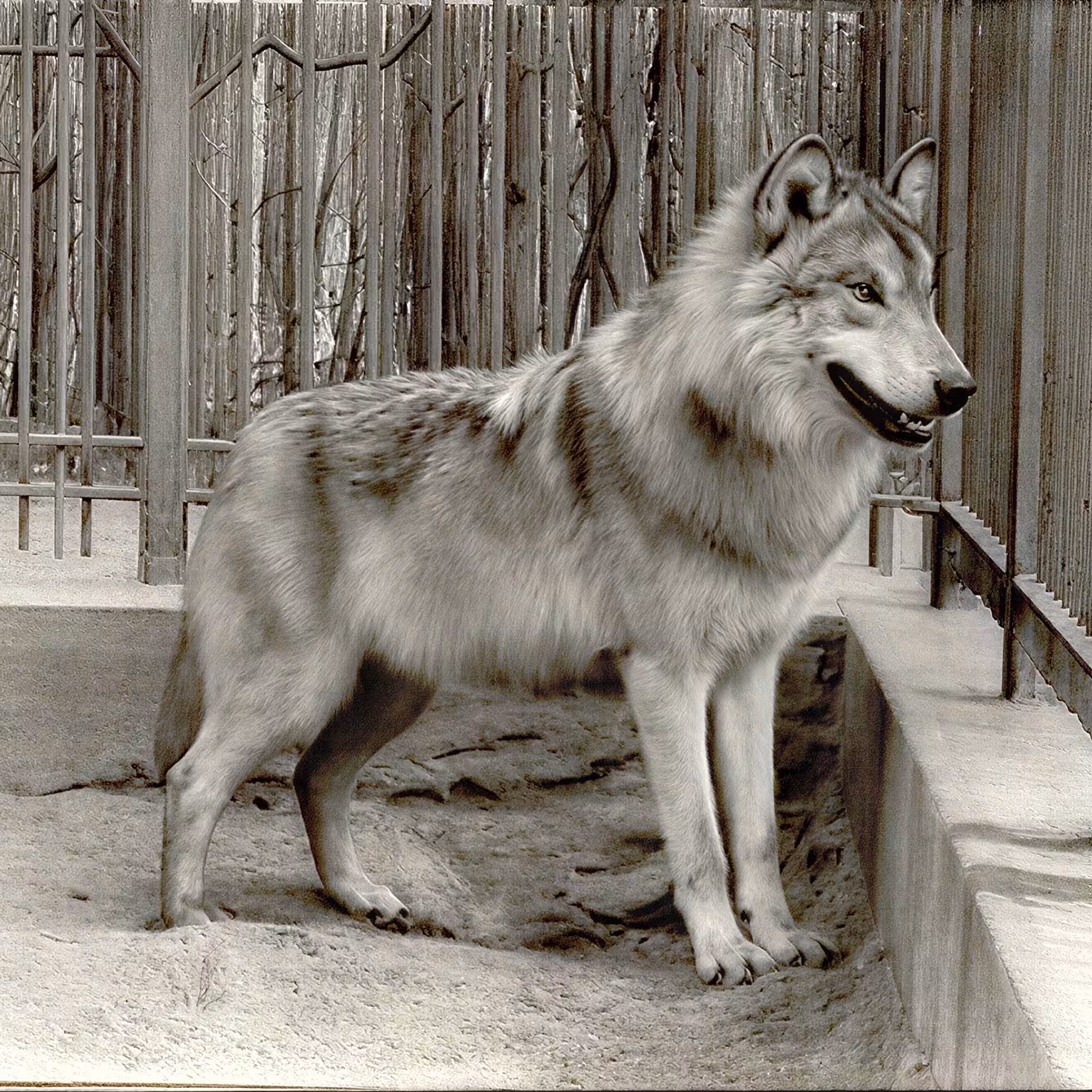 Wolf im Wildpark-MV, historisches Foto