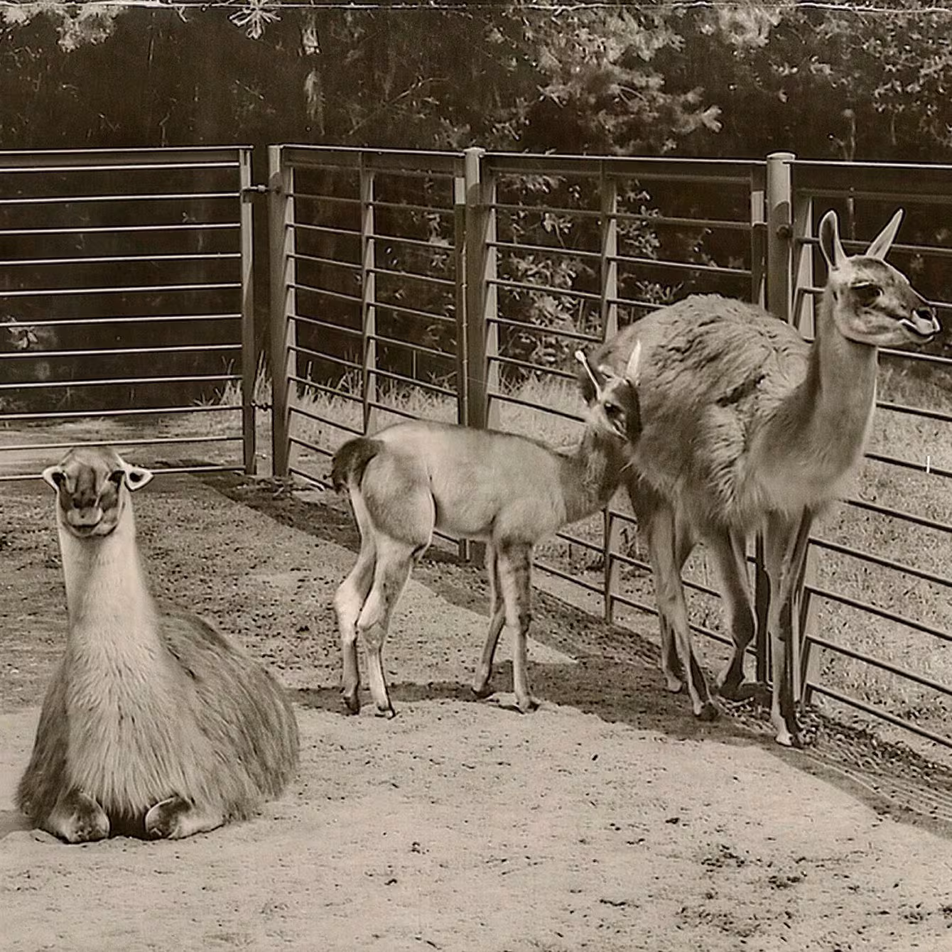 Auf dem Gelände des heutigen Streichelzoos lebten früher Watussi-Rinder, Nandus und diese Guanakos.