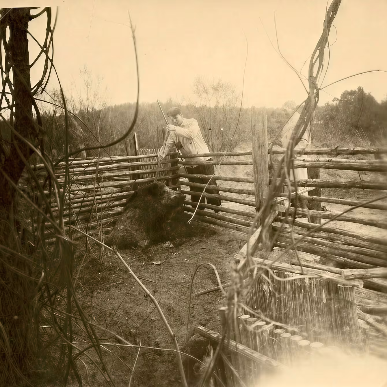 Anfangs kümmerten sich die Forstarbeiter um die Wildschweine, die in einfachen Holzgattern lebten.
