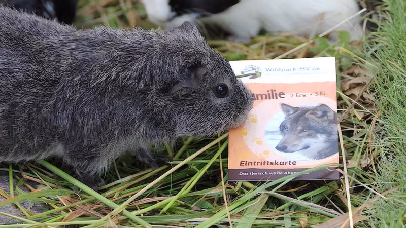 Gutscheine & Geschenke