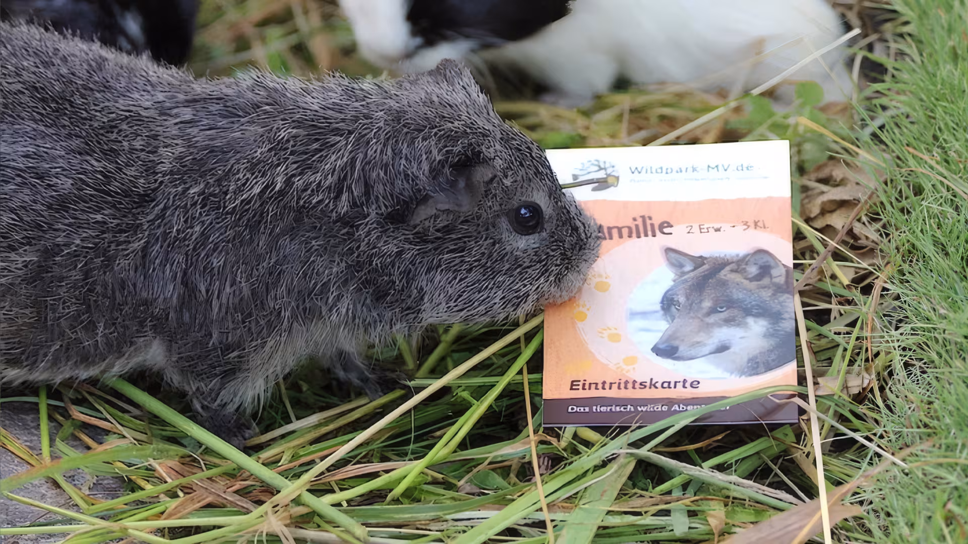 Gutscheine und Geschenke für den Tierpark-MV