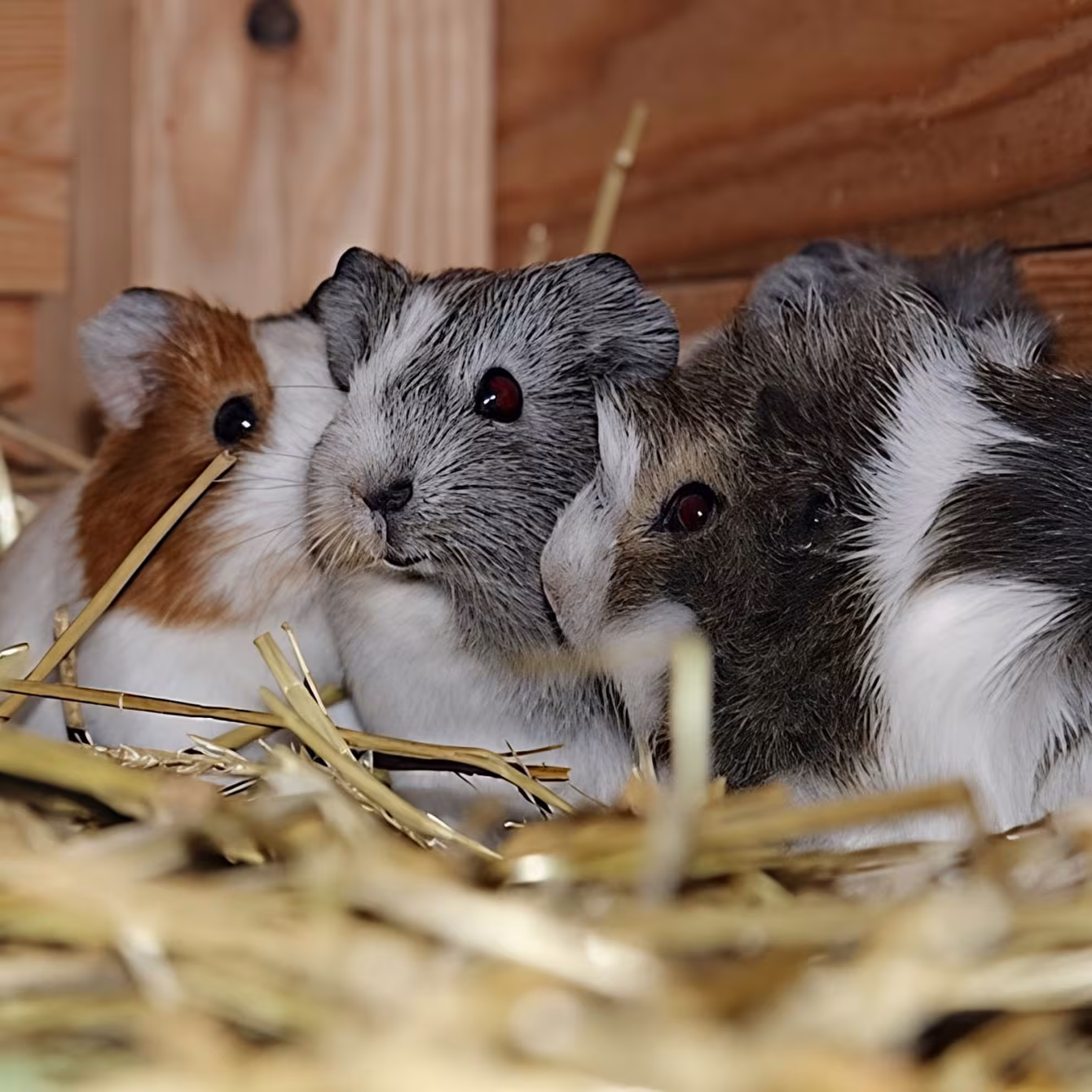 Haus- & Hoftiere im Wildpark-MV