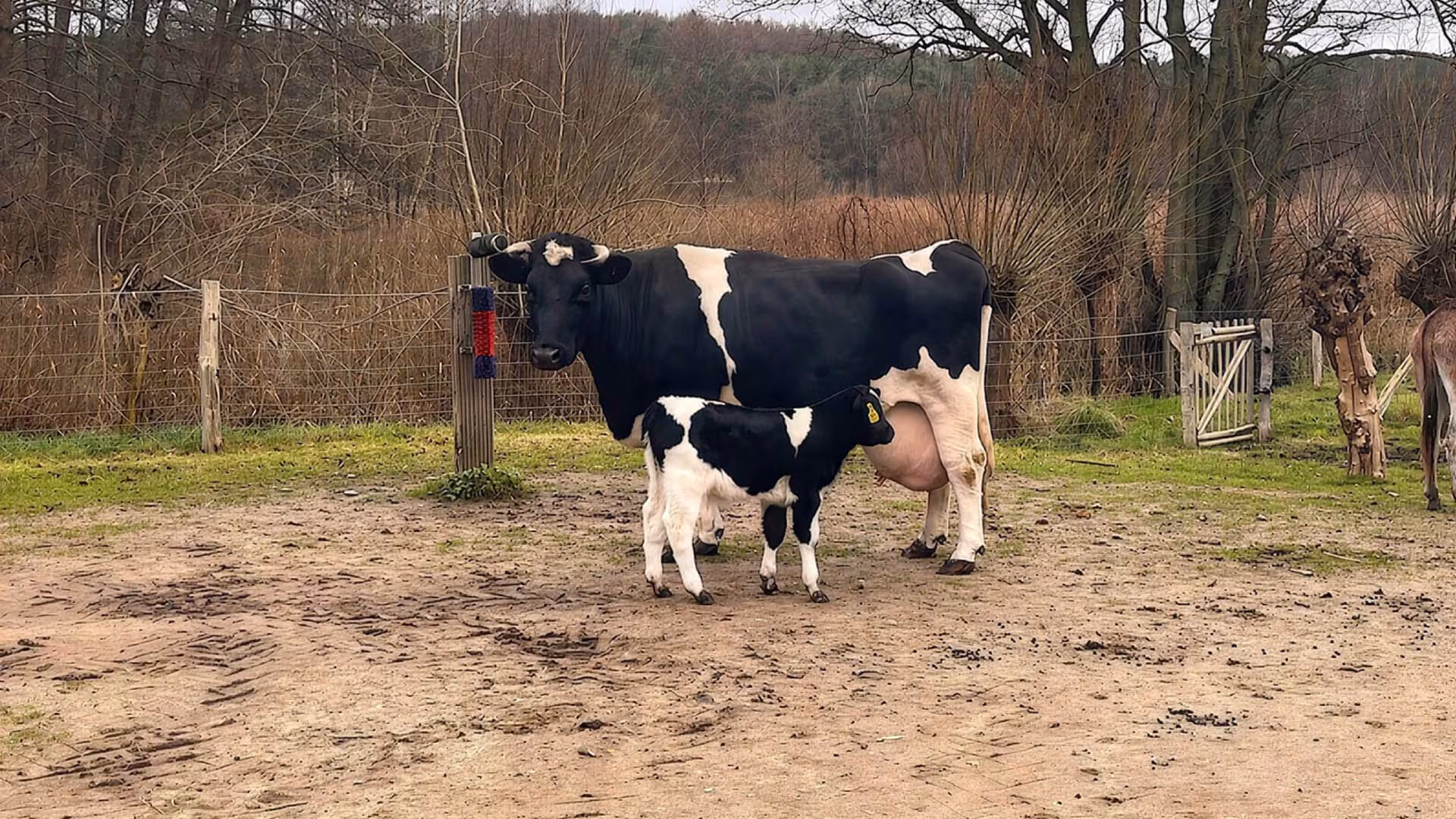Kalb Willi vor Weihnachten ins Stroh gepurzelt