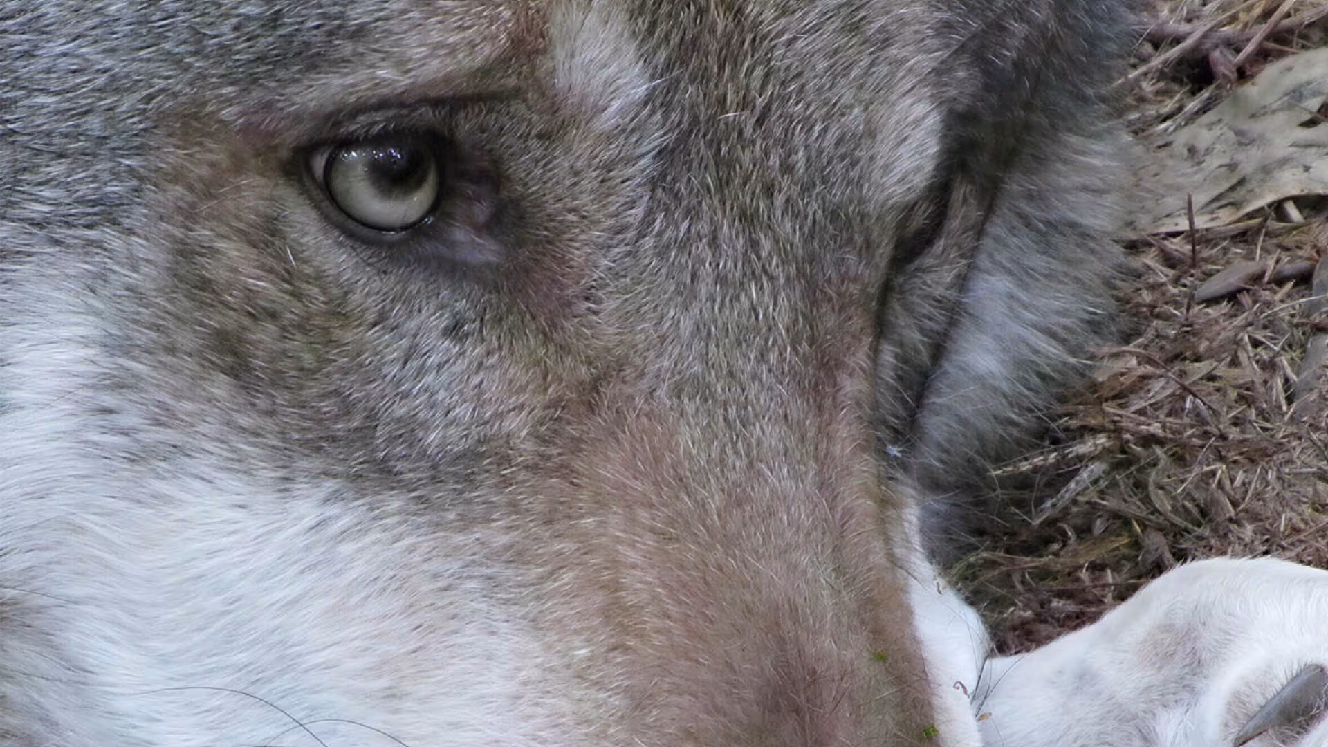 Nachholtermin Wolfswanderung