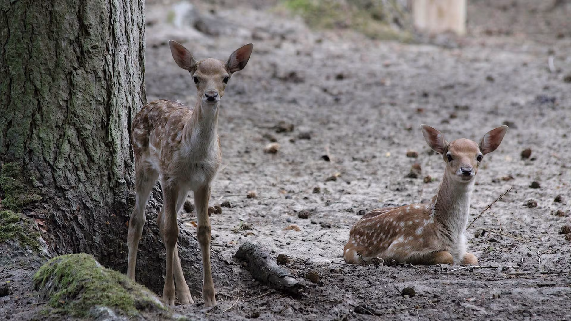 Nachwuchs im Damwildgehege