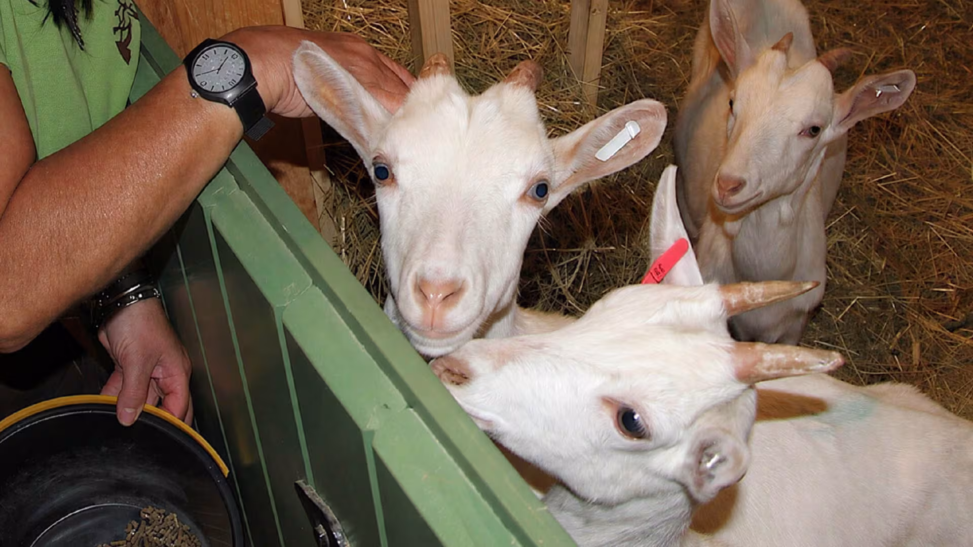 NEU: Tierinfo Büdnerei
