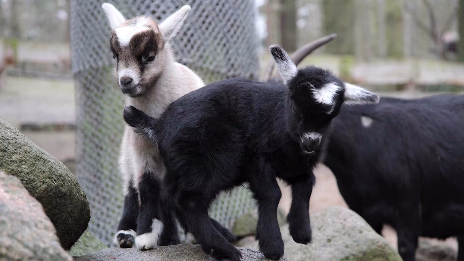 Neujahrskinder im Wildpark-MV