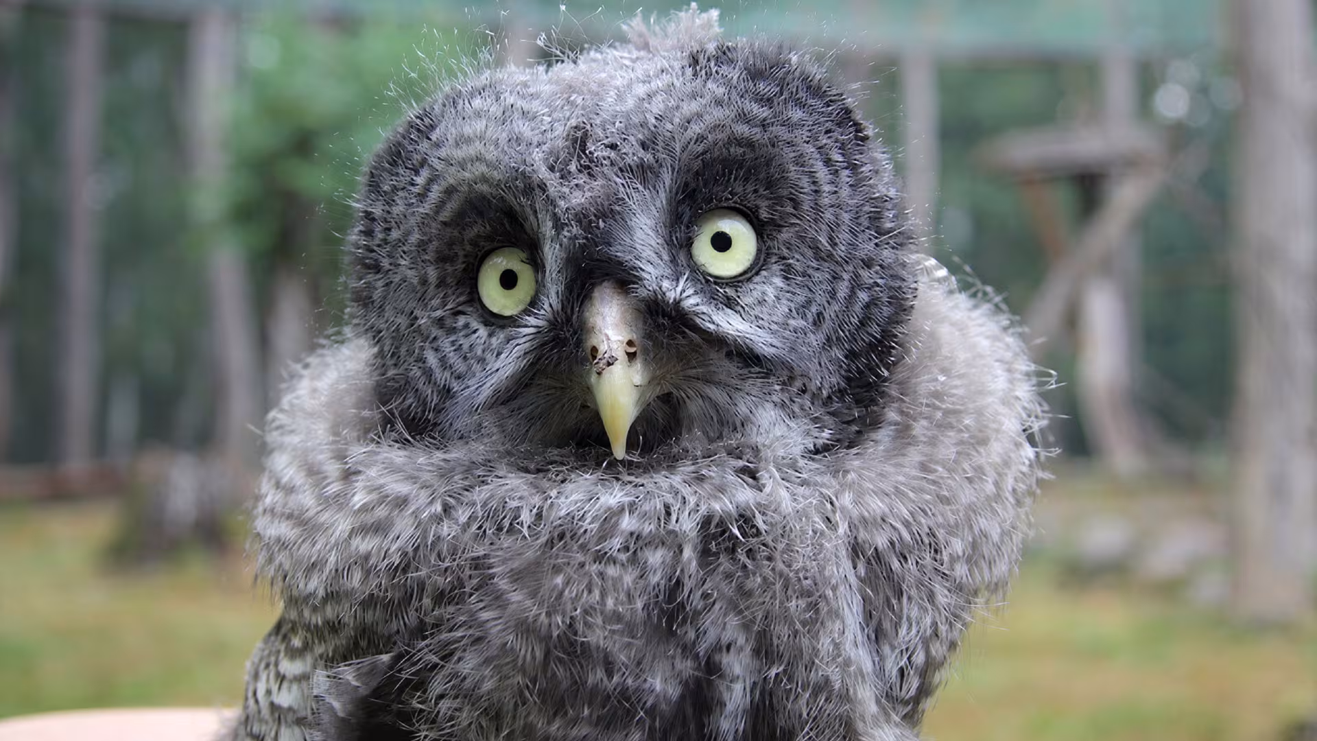 Wildpark-MV: Aktuelles, News