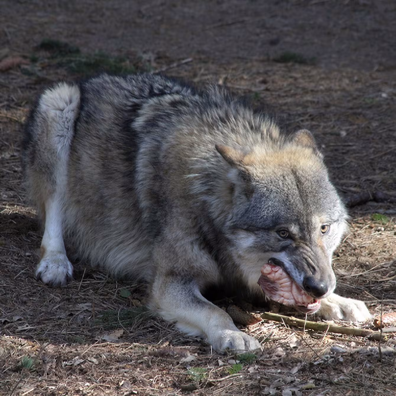 Wolf im Wildpark-MV