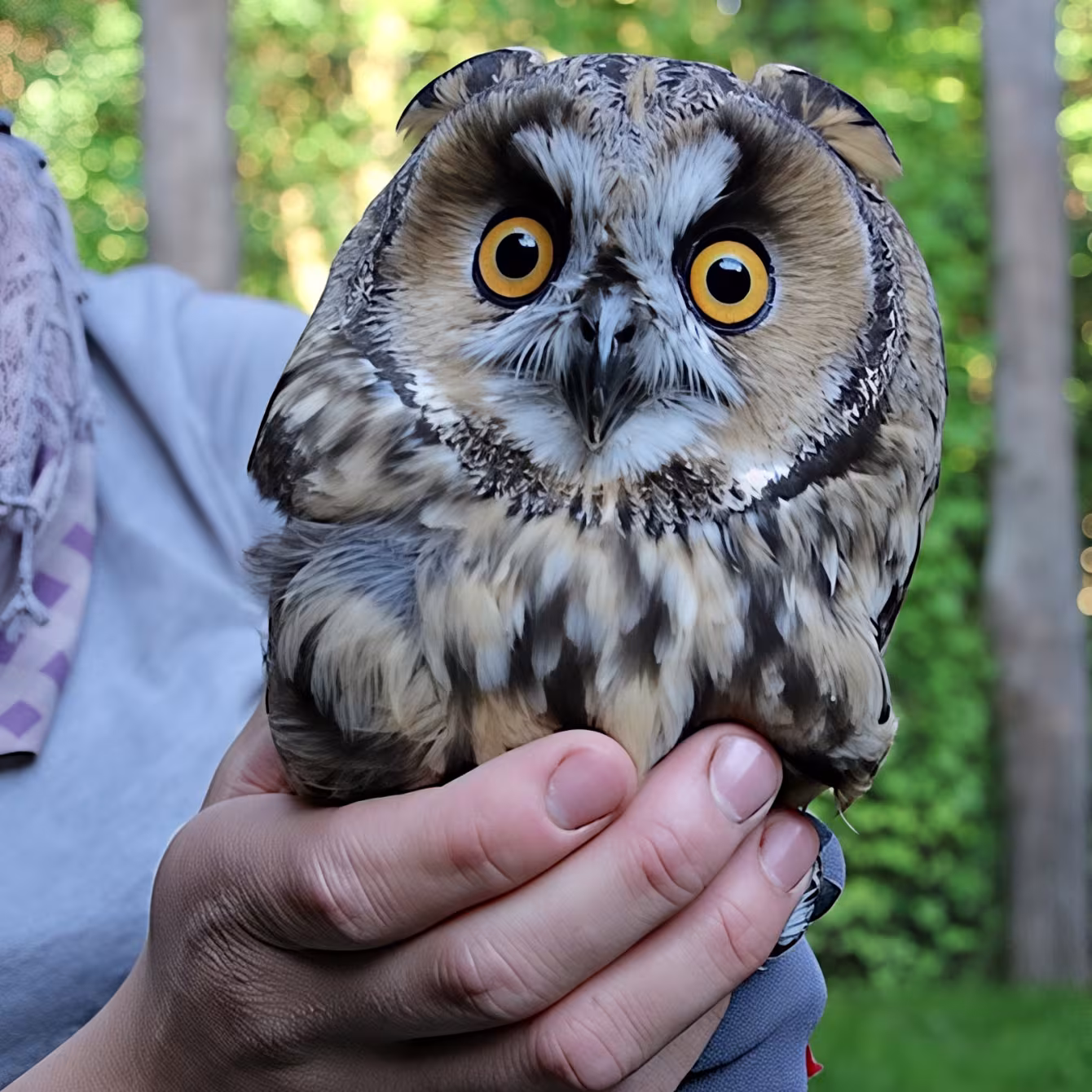 Eule im Wildpark-MV