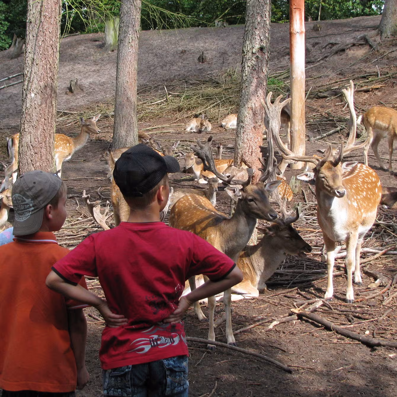Kinder im Wildgehege im Wildpark-MV
