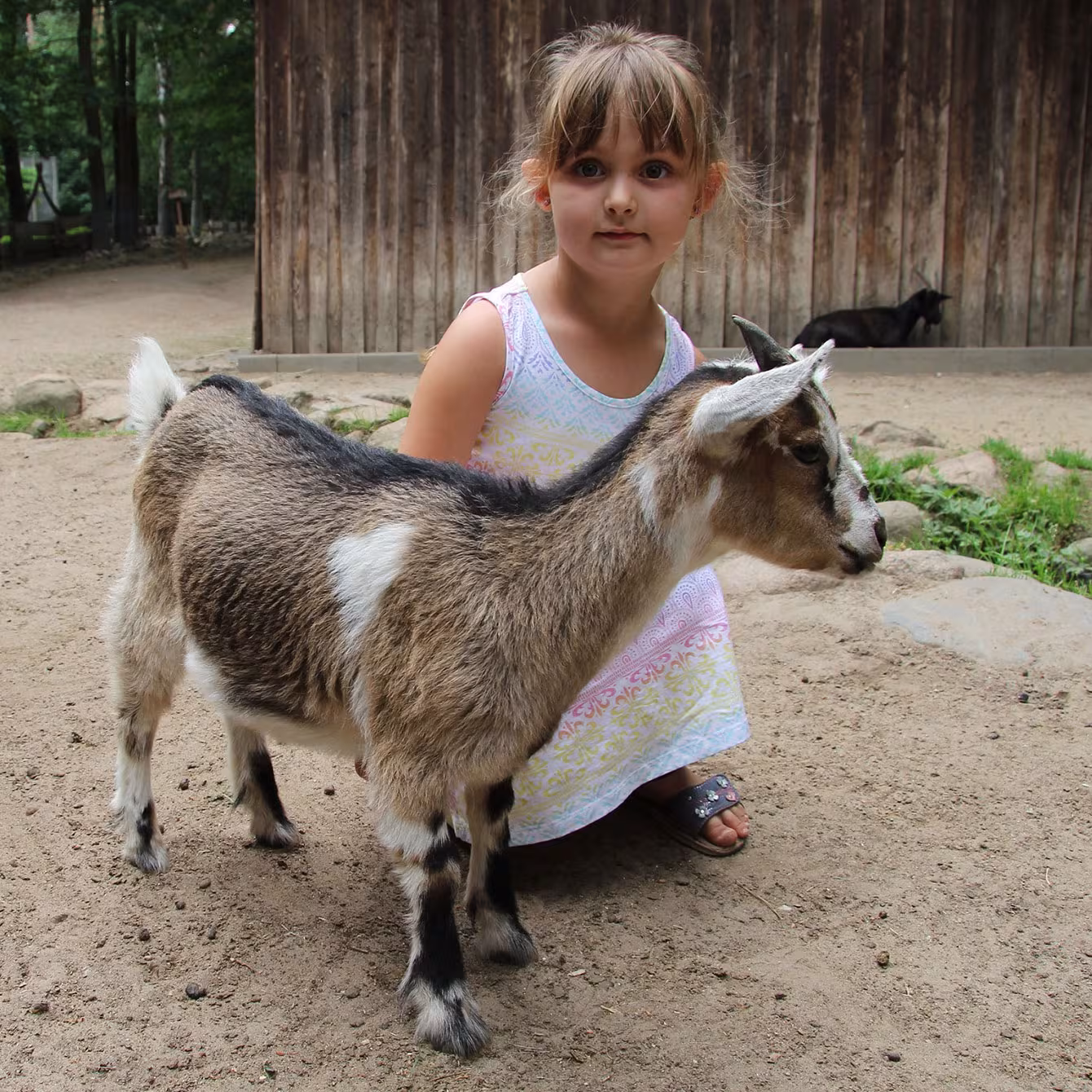 Kind im Streichelzoo im Wildpark-MV