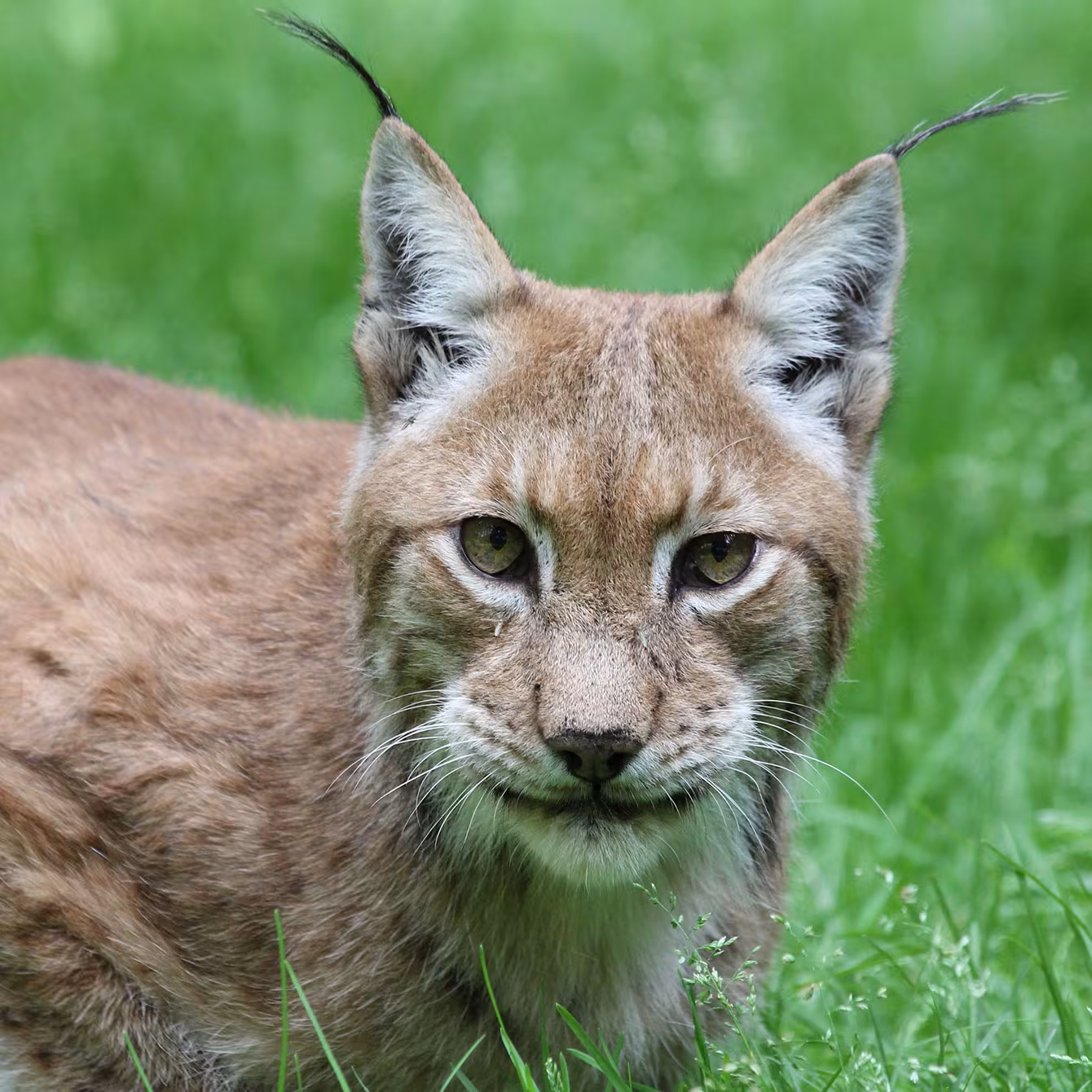 Luchs im Wildpark-MV