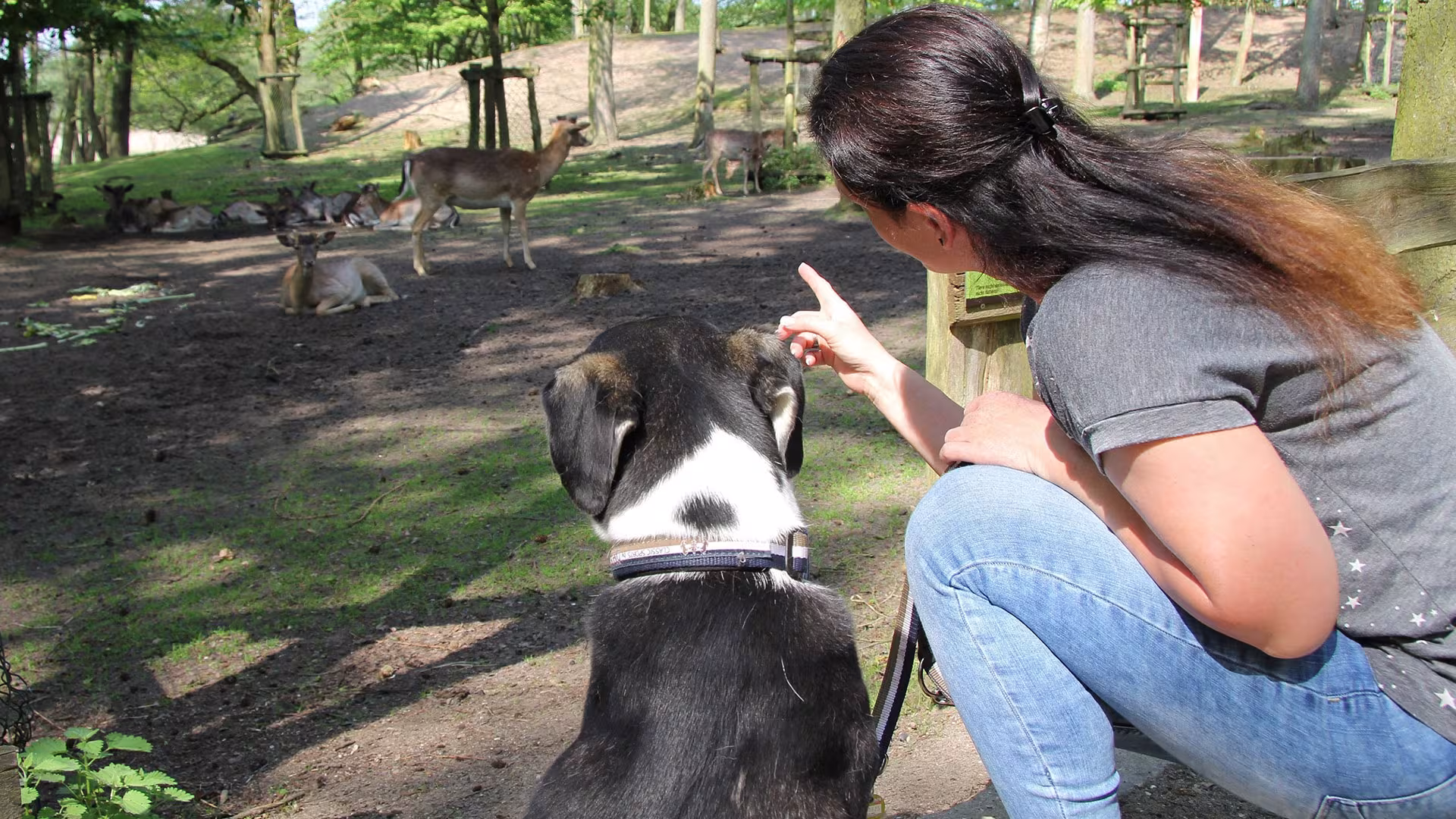 Gehege im Wildpark-MV
