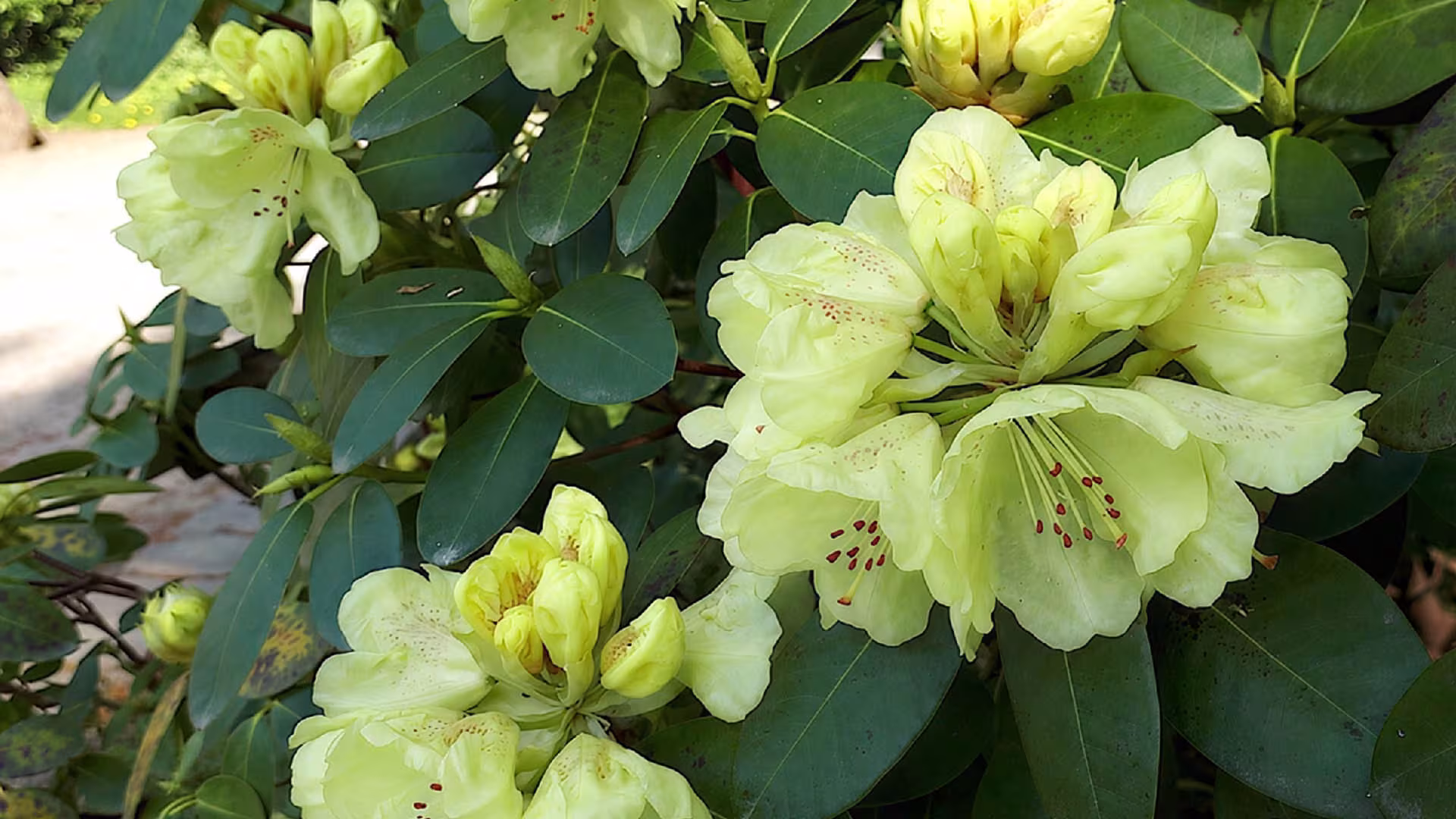 Rhododendronblüte startet