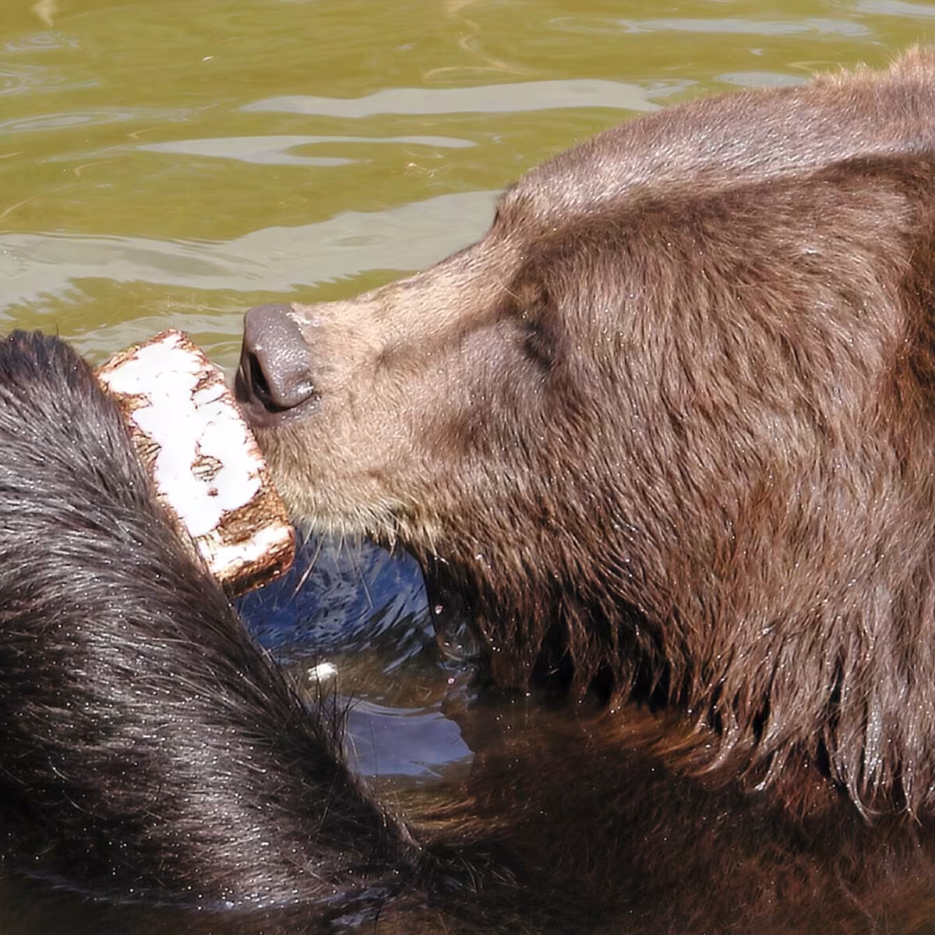 Schulausflüge im Wildpark-MV: Tiere