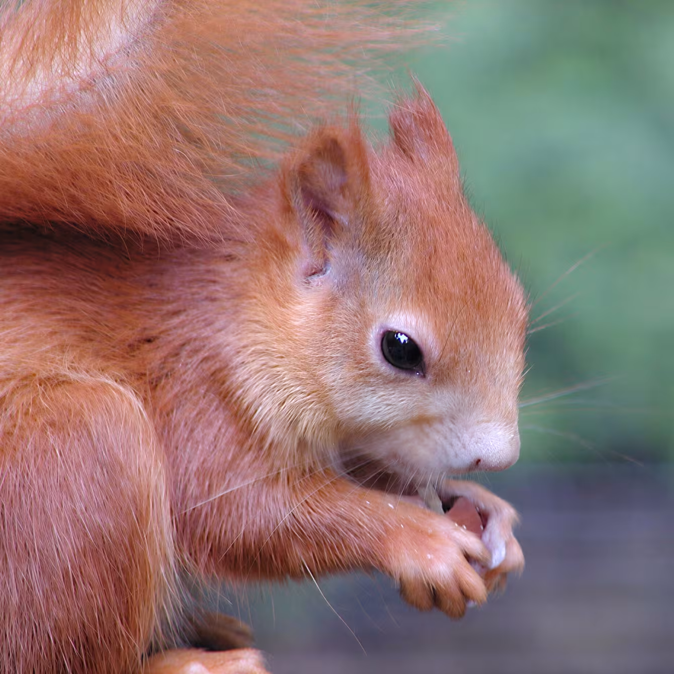 Schulausflüge im Wildpark-MV: Lebensraum