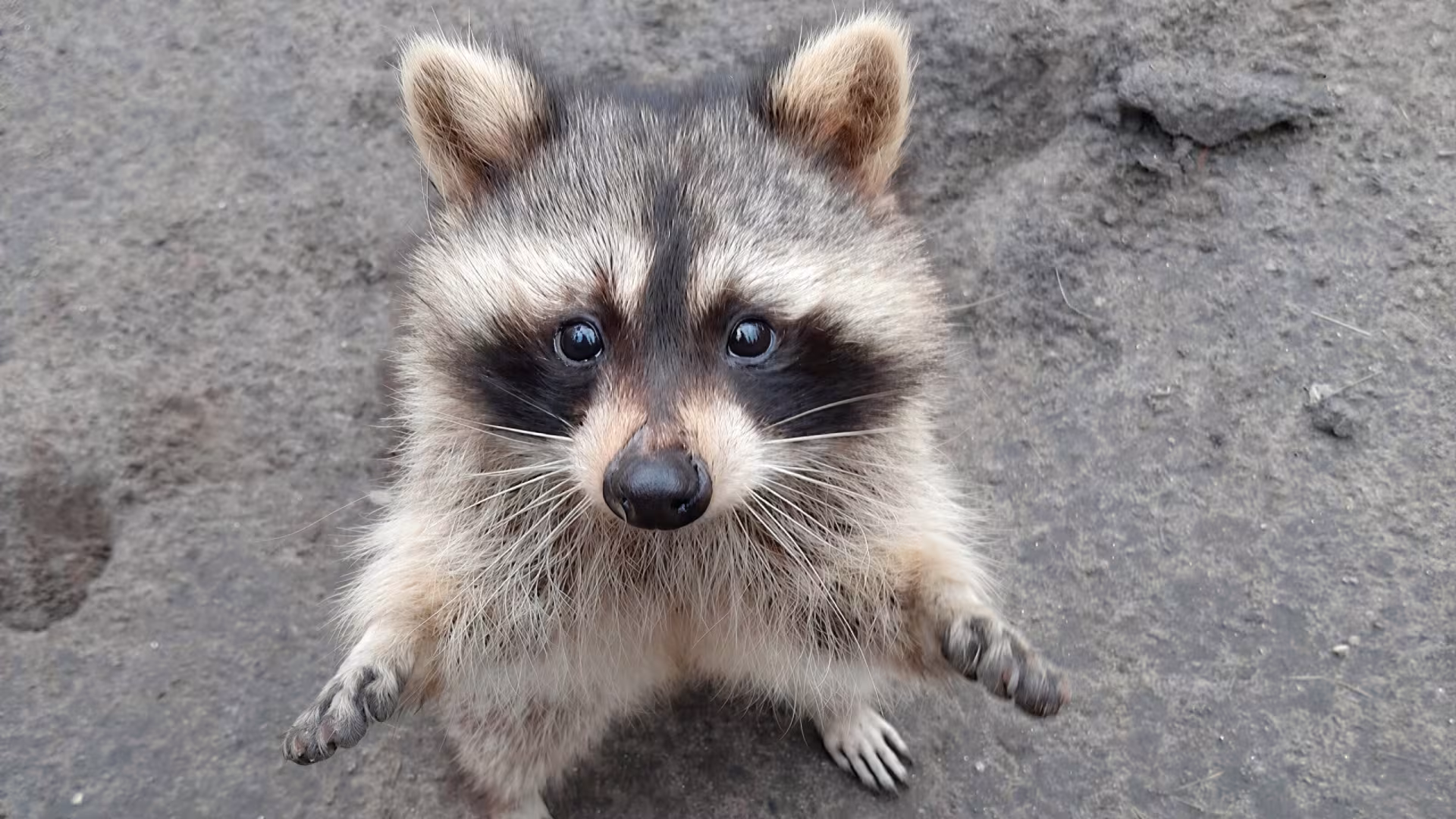 Waschbär im Wildpark-MV