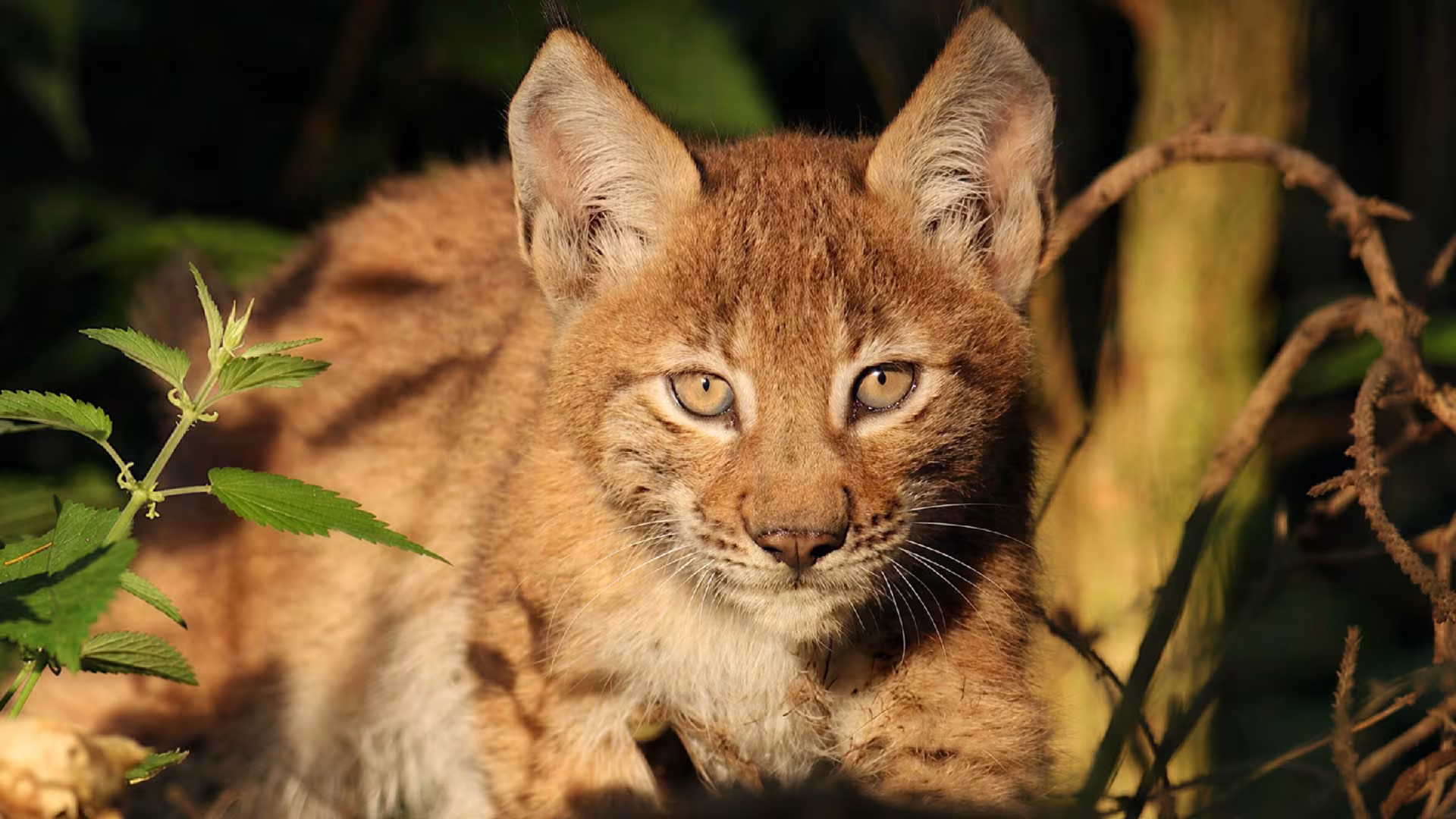 Süßer Luchsnachwuchs im Wildpark-MV