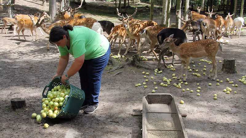 Tägliche Fütterungen im Wildpark-MV