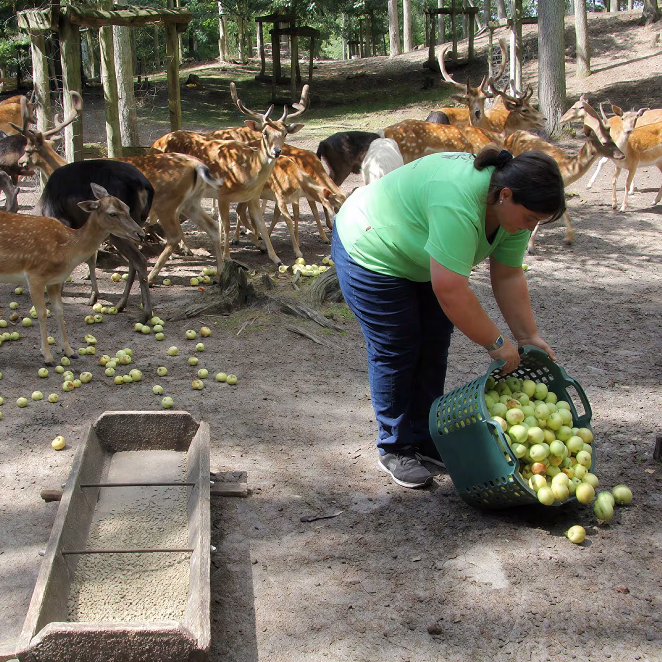 Impressionen: Dein Tag als Tierpfleger im Wildpark-MV.