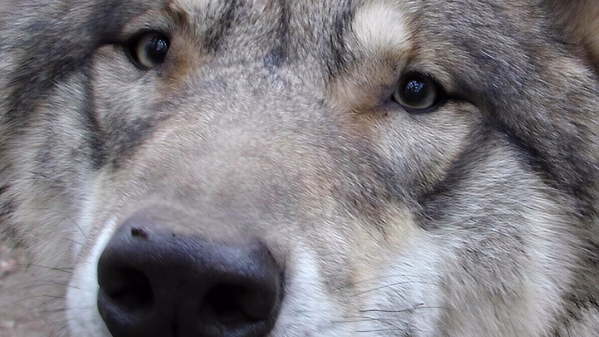 Tag des Wolfes am 30.04.2023