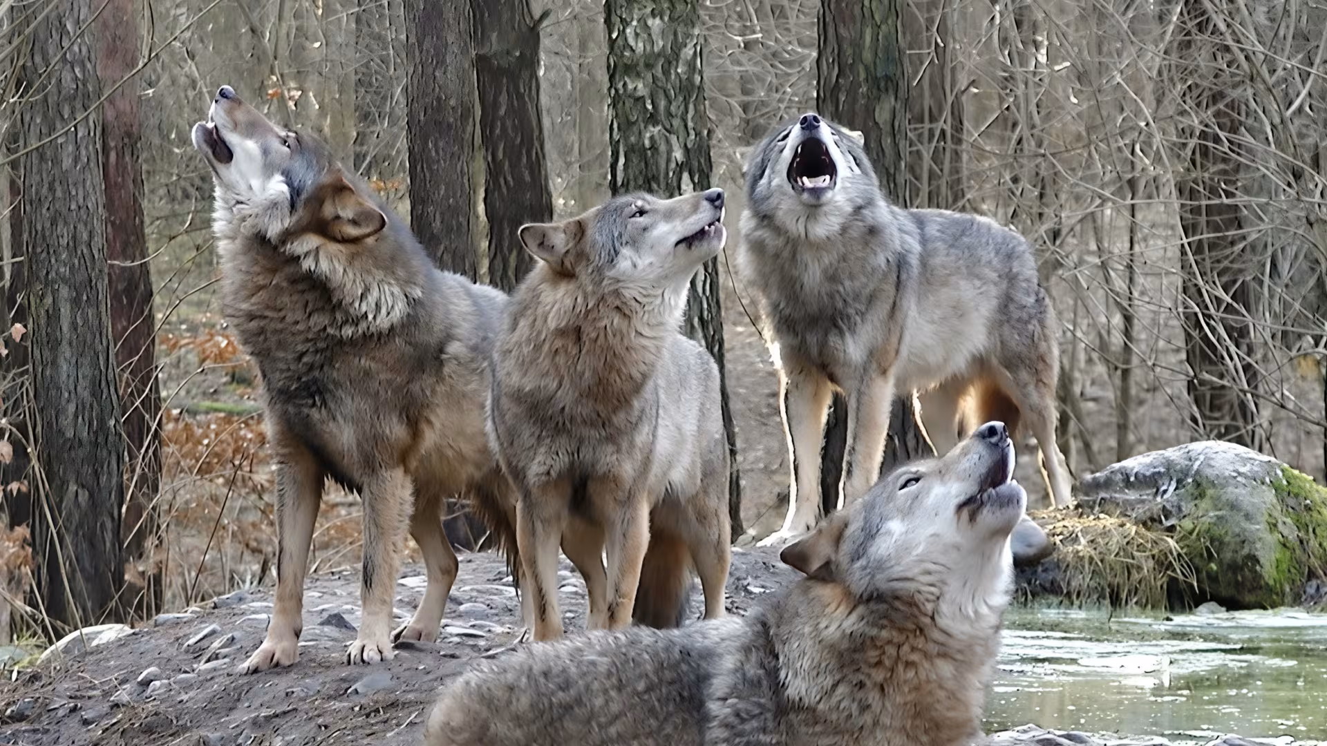 Wölfe im Wildpark-MV